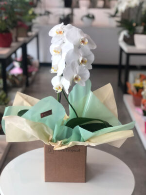 Orquídea Phalaenopsis borboleta