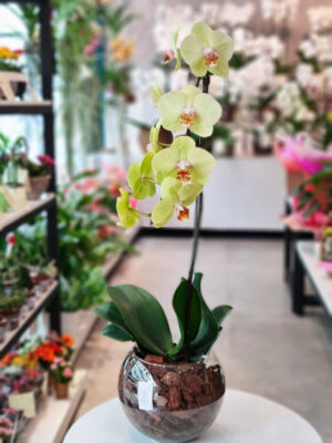 Orquidea phalaenopsis cascata aquario de vidro